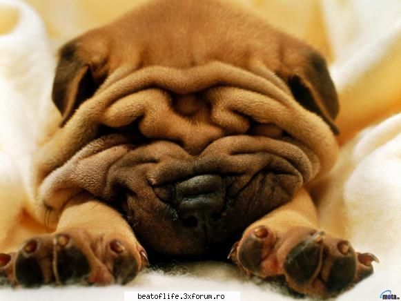 au disparut ceva posturi sau mi se pare?? :rolleyes:  :rolleyes:  :rolleyes:  :rolleyes:  :rolleyes: